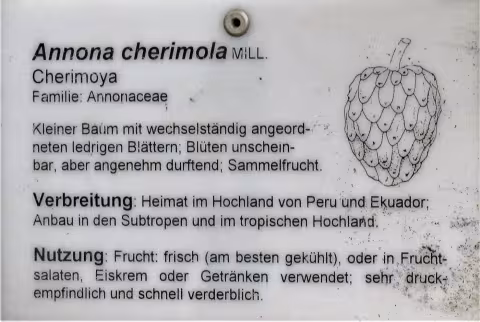 Cherimoya fruit