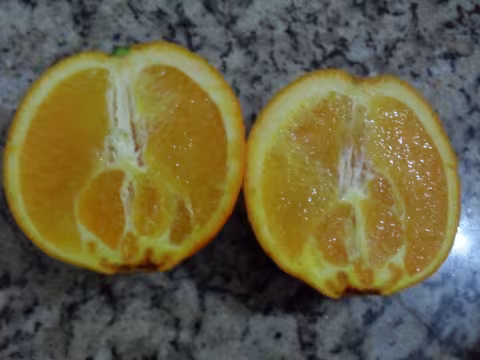Navel orange — vertical cross section