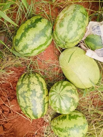 Watermelon fruit at farm